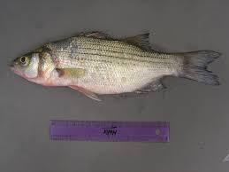 Image result for Morone chrysops