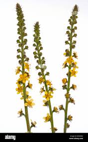 Attēlu rezultāti vaicājumam “Agrimonia eupatoria leaf”