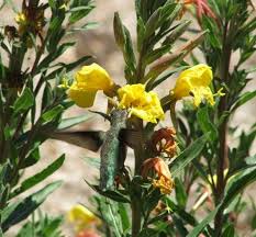 Attēlu rezultāti vaicājumam “Oenothera rubricauli flower”
