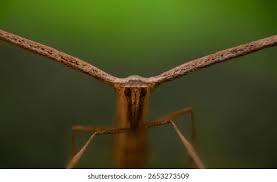 Attēlu rezultāti vaicājumam “Platyptilia gonodactyla imago”