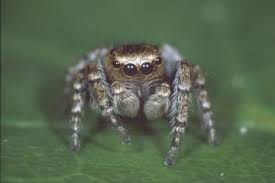 Attēlu rezultāti vaicājumam “Evarcha falcata female”