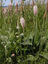 Attēlu rezultāti vaicājumam “Plantago media”