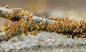 Attēlu rezultāti vaicājumam “Leocarpus fragilis”