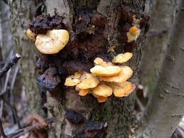 Attēlu rezultāti vaicājumam “Antrodiella serpula”