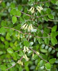Attēlu rezultāti vaicājumam “Caprifoliaceae”