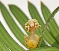 Attēlu rezultāti vaicājumam “Taxus baccata male flower”