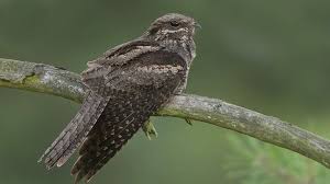 Attēlu rezultāti vaicājumam “Caprimulgus europaeus”