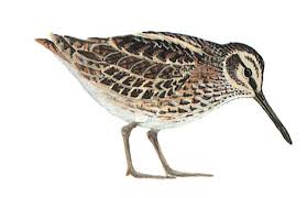 Image result for Lymnocryptes minimus