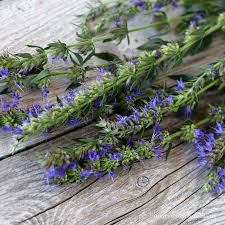 Image result for Hyssopus officinalis