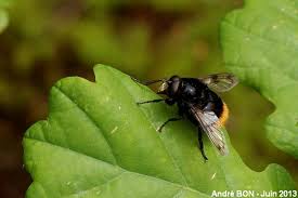 Attēlu rezultāti vaicājumam “Volucella bombylans”