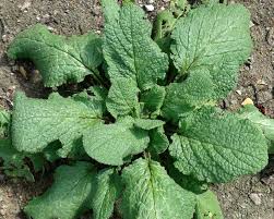 Attēlu rezultāti vaicājumam “Borago officinalis leaf”