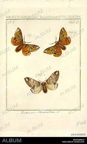 Attēlu rezultāti vaicājumam “Endromidae”