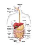 Digestion Is » Help Digestion
