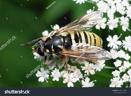 Attēlu rezultāti vaicājumam “Temnostoma vespiforme”