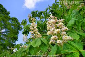 Attēlu rezultāti vaicājumam “Aesculus hippocastanum flower”