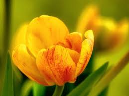 Attēlu rezultāti vaicājumam “Tulipa gesneriana”