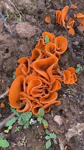 Attēlu rezultāti vaicājumam “Aleuria aurantia”