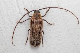 Attēlu rezultāti vaicājumam “Reticularia jurana macro”