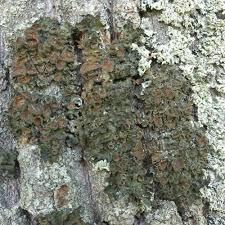 Attēlu rezultāti vaicājumam “Pleurosticta acetabulum”