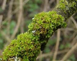 Attēlu rezultāti vaicājumam “Syntrichia”