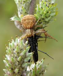 Attēlu rezultāti vaicājumam “Xysticus cristatus”