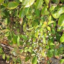 Attēlu rezultāti vaicājumam “Parthenocissus quinquefolia fruit”