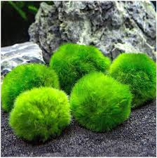 Imagini pentru Cladophora aegagropila