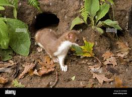 Attēlu rezultāti vaicājumam “Mustela erminea adult”