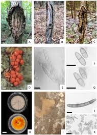 Attēlu rezultāti vaicājumam “Nectria sp., Neonectria sp.”