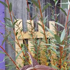 Attēlu rezultāti vaicājumam “Salix alba var. sericea”