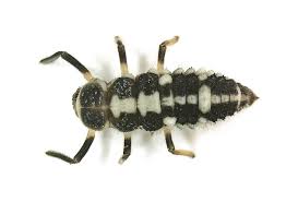 Attēlu rezultāti vaicājumam “Propylea quatuordecimpunctata”