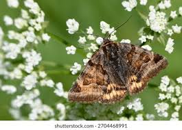 Attēlu rezultāti vaicājumam “Euclidia glyphica”