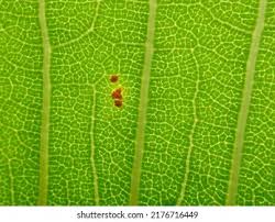 Attēlu rezultāti vaicājumam “Coleosporium sp.”