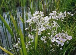 Attēlu rezultāti vaicājumam “Cardamine pratensis”