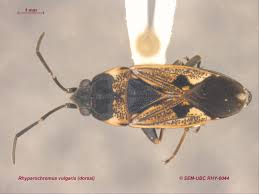 Image result for Rhyparochromus