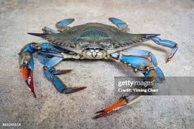 Image result for Callinectes sapidus
