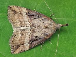 Attēlu rezultāti vaicājumam “Hypena rostralis”