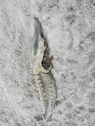 Image result for Huso brevirostrum