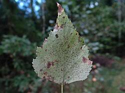 Attēlu rezultāti vaicājumam “Melampsora populnea”