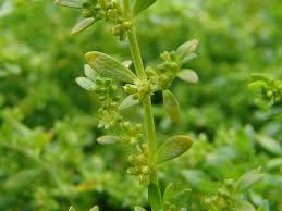 Attēlu rezultāti vaicājumam “Herniaria glabra flower”