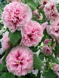 Image result for Alcea rosea `Appleblossom`