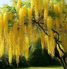 Attēlu rezultāti vaicājumam “Laburnum alpinum flower”