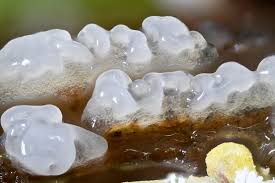 Attēlu rezultāti vaicājumam “Ceratiomyxa fruticulosa macro”