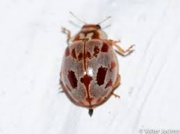 Attēlu rezultāti vaicājumam “Myrrha octodecimguttata”