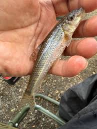 Image result for Becmain Angling Society