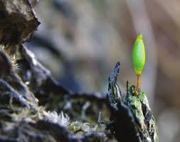 Attēlu rezultāti vaicājumam “Serpoleskea confervoides”