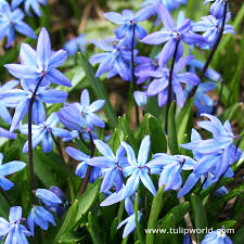 Attēlu rezultāti vaicājumam “Scilla siberica flower”