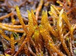 Attēlu rezultāti vaicājumam “Leiocolea heterocolpos”