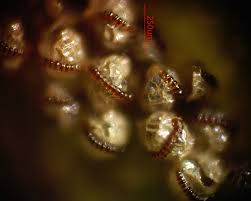 Attēlu rezultāti vaicājumam “Milesina murariae”