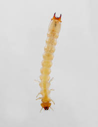 Attēlu rezultāti vaicājumam “Pyrochroidae larva”